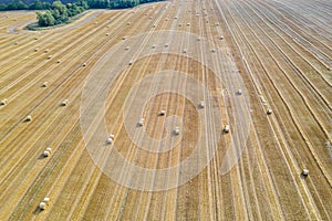 a field lie numerous bales of straw