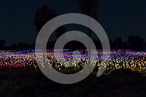 Field of Lights art installation photo