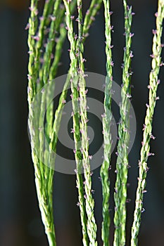 In the field, like a weed, grows Digitaria sanguinalis