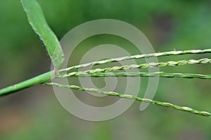 In the field, like a weed, grows Digitaria sanguinalis