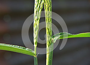 In the field, like a weed, grows Digitaria sanguinalis