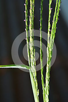 In the field, like a weed, grows Digitaria sanguinalis