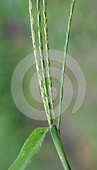 In the field, like a weed, grows Digitaria sanguinalis