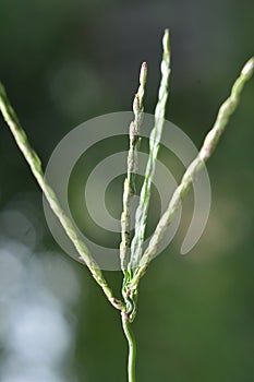 In the field, like a weed, grows Digitaria sanguinalis