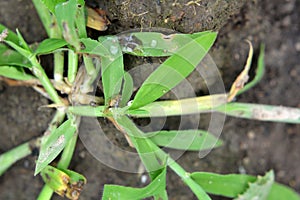 In the field, like a weed, grows Digitaria sanguinalis