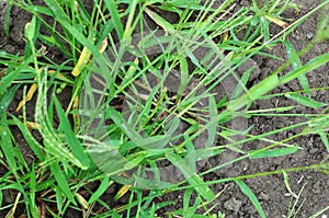 In the field, like a weed, grows Digitaria sanguinalis