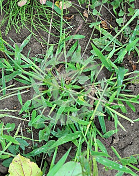 In the field, like a weed, grows Digitaria sanguinalis