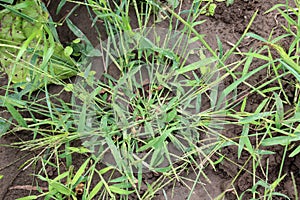 In the field, like a weed, grows Digitaria sanguinalis