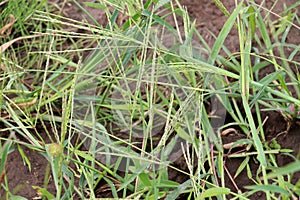 In the field, like a weed, grows Digitaria sanguinalis