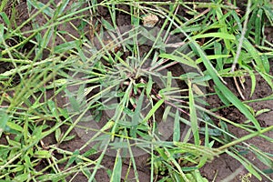 In the field, like a weed, grows Digitaria sanguinalis