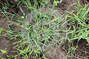 In the field, like a weed, grows Digitaria sanguinalis