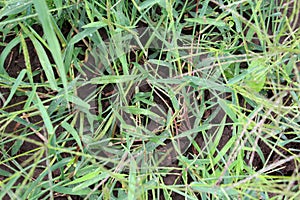 In the field, like a weed, grows Digitaria sanguinalis