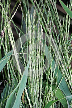 In the field, like a weed, grows Digitaria sanguinalis