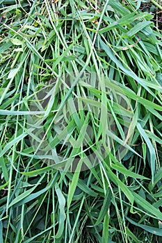 In the field, like a weed, grows Digitaria sanguinalis