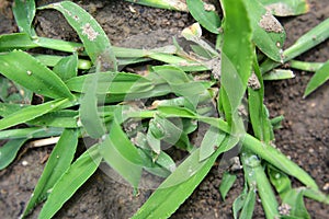 In the field, like a weed, grows Digitaria sanguinalis