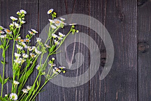Field lilac flowers on a dark wooden background