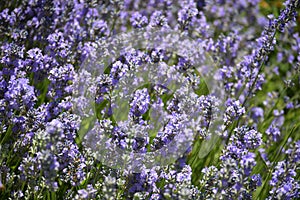 A field of lilac love