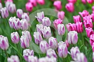 A field of lilac tulips on a sunny day. A variety of tulips Flaming Flag. Concept Spring