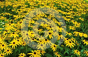 Field of Lily Flowers in the garden