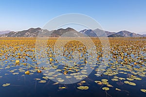 Field of lilypads covering lake in Lake Skadar National Park in autumn near Virpazar, Bar, Montenegro, Balkans, Europe.