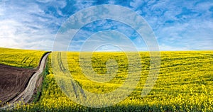 field lines of dirt road in arable land and rape flower field landscape