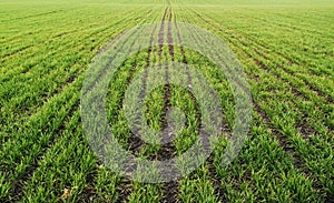 Field with lines of green shoots,