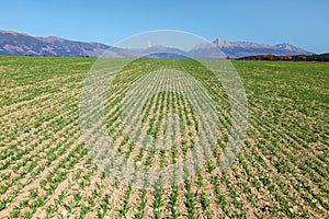 Field with lines of young sow green plants, panorama of High Tatras and mt. Krivan peak Slovak symbol in distance