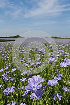 Field of Linseed or Flax in flower