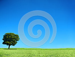 Field and lonely tree