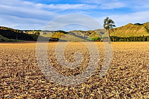 Field with lonely tree in Whanganui National Park, New Zealand