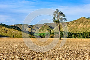 Field with lonely tree in Whanganui National Park, New Zealand