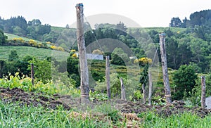 A field with a lot of trees and a house in the background