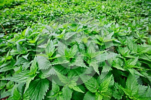 Field of lots stinging nettles Urtica with fresh green leaves