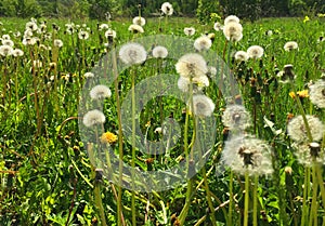 Field with lots of white dandelions tender dandelion in a field in green grass - Tragopogon pratensis. Dandelion seed