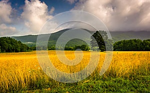 Field and low clouds over mountains at Cade's Cove, Great Smoky