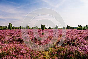 Field in Lueneburg Heath