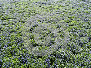 Field of lupine