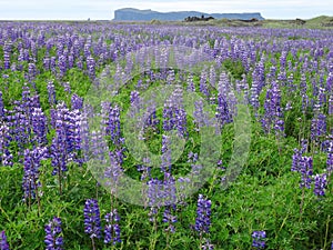 Field of lupines