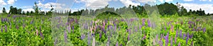 Field of lupines