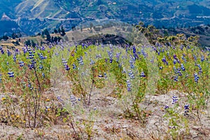 Field of Lupinus mutabilis, species of lupin grown in the Andes, mainly for its edible bean. Near Quilotoa, Ecuado