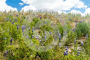 Field of Lupinus mutabilis, species of lupin grown in the Andes, mainly for its edible bean. Near Quilotoa, Ecuado