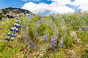 Field of Lupinus mutabilis, species of lupin grown in the Andes, mainly for its edible bean. Near Quilotoa, Ecuado