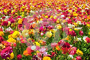 The field of luxurious spring buttercups