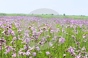 Field Lychnis flowers