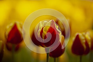 A field of macro red tulip in blossom