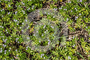 Field madder or spurwort on the ground