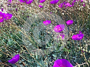 Field of Magenta Poppies Blooming in Northern California photo