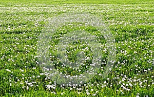 Field many dandelion