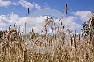 The field with many ears of ray under blue skies with beautiful clouds