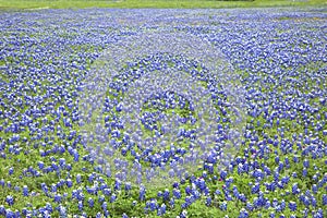 A field of many Texas Bluebonnets